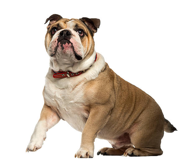 istock English Bulldog sitting and looking up 483634283