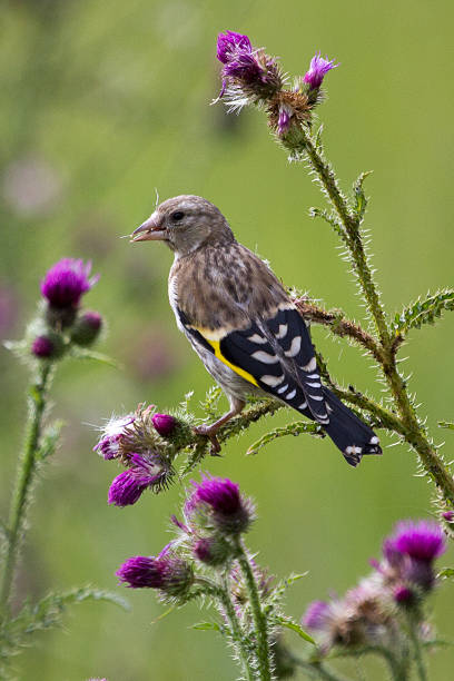 istock European Goldfinch eating on thistle. 483634654