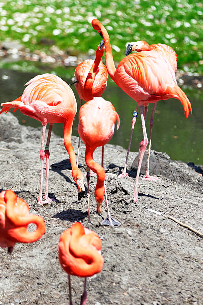 istock Beautiful pink flamingo. 483634838