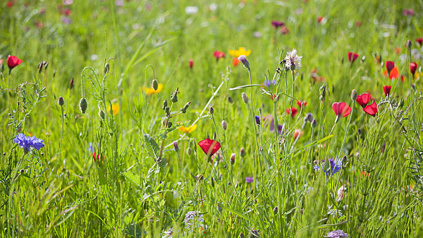 istock Beautiful Wild Flower Meadow. 483635370