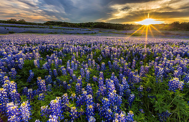 Texas bluebonnet field in sunset at Muleshoe Bend stock photo