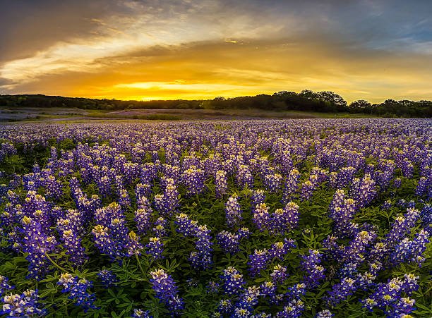 istock Texas bluebonnet field in sunset at Muleshoe Bend 483635636