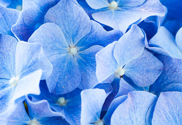 Close - up Hydrangea macrophylla summer and autumn flower
