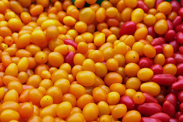 Closeup of Red and Yellow Jellybean Tomatoes