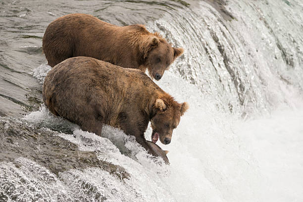 istock One brown bear beside another catches salmon 483638606