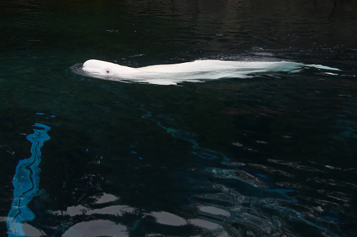 White Beluga swimming in the water