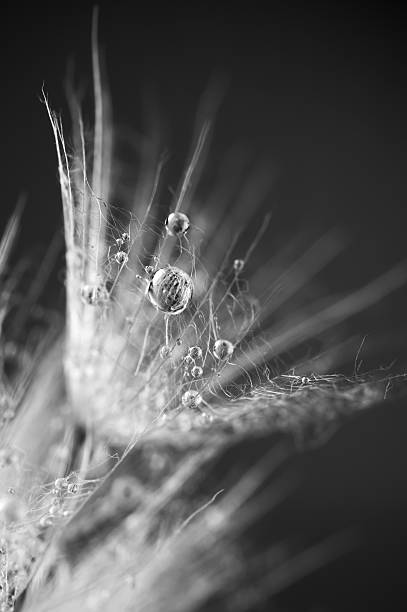 von löwenzahn samen - dandelion water dandelion seed dew stock-fotos und bilder