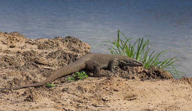 istock Komodo Dragon, Varanus komodensis, on beach 483639286