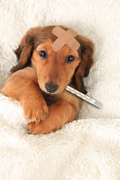 malade chiot - vet dog puppy illness photos et images de collection