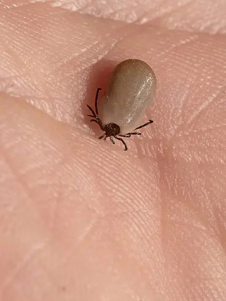Photo of Tick insect in my hand