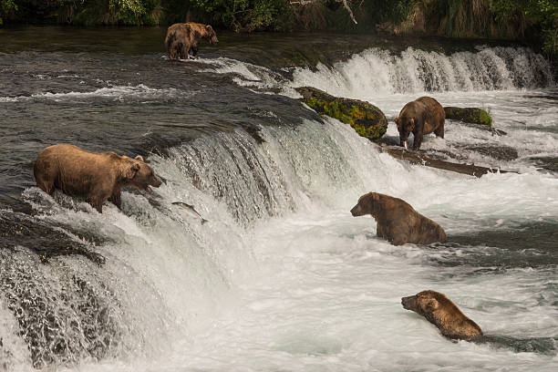 istock Five bears salmon fishing at Brooks Falls 483644436