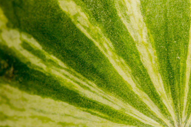 istock Watermelen Background with Lines from the Corner 483647550