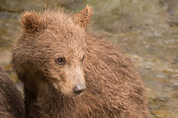 istock Close-up of brown bear cub turning head 483648108