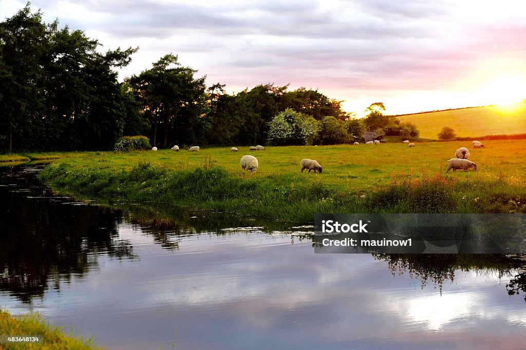 English Landscape canal in the evening 2015 Stock Photo