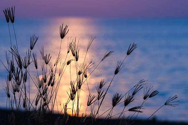 istock Silhouette of grass flowers. 483648306