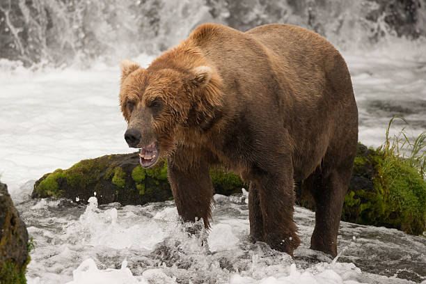 istock Brown bear yawns beside green mossy rock 483648522
