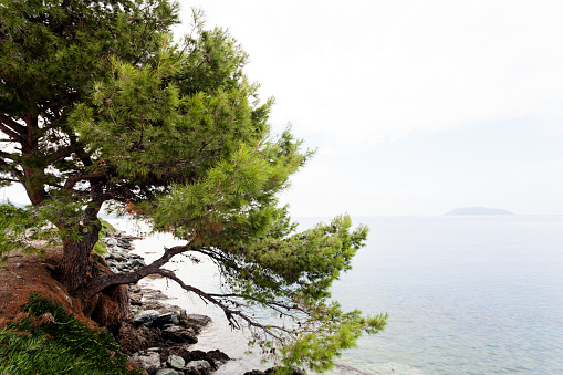 Old pine tree on Mediterranean seaside, Greece