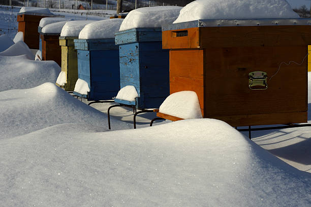 Schnee auf hives – Foto