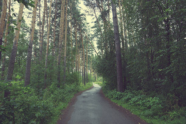 istock Asphalt road in the morning in forest. 483652074