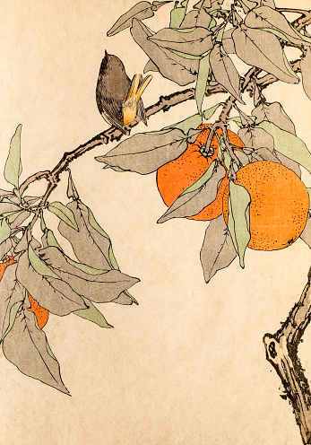 A bird and orange tree, a photograph of an original antique woodblock print from the Keinen kacho gafu 景年花鳥画譜 (Album of Bird-and-Flower) published by Imao Keinen in 1891.