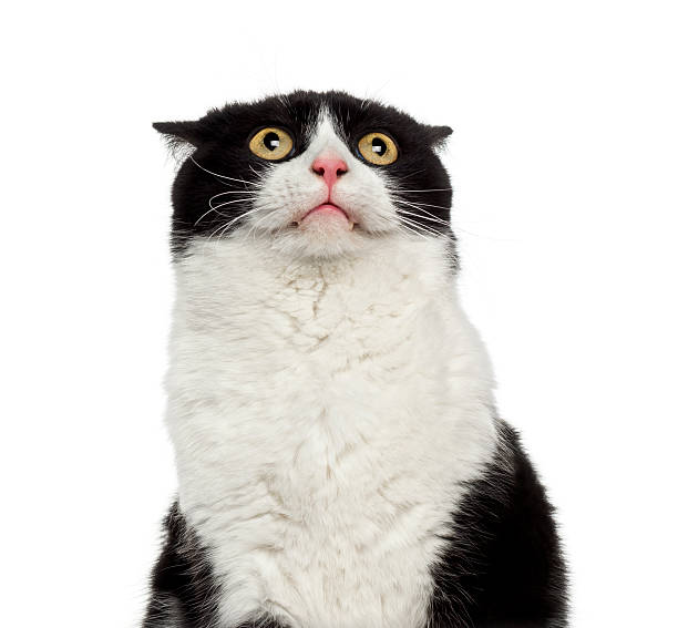 primer plano de un tímido gato mestizo mirando hacia arriba - fear fotografías e imágenes de stock