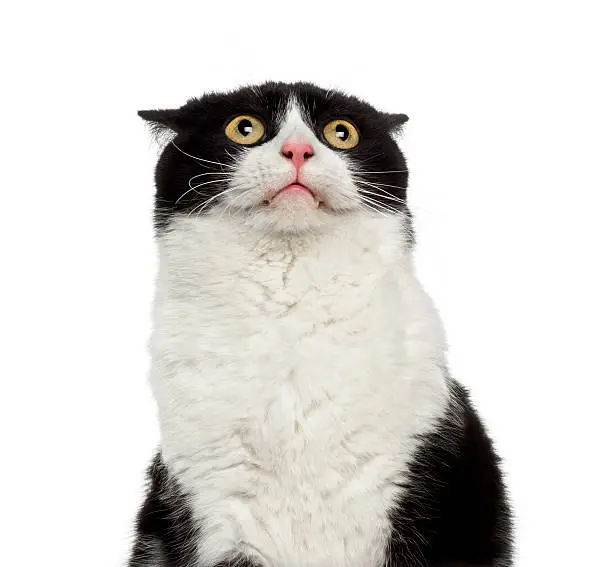 Close-up of a shy mixed-breed cat looking up