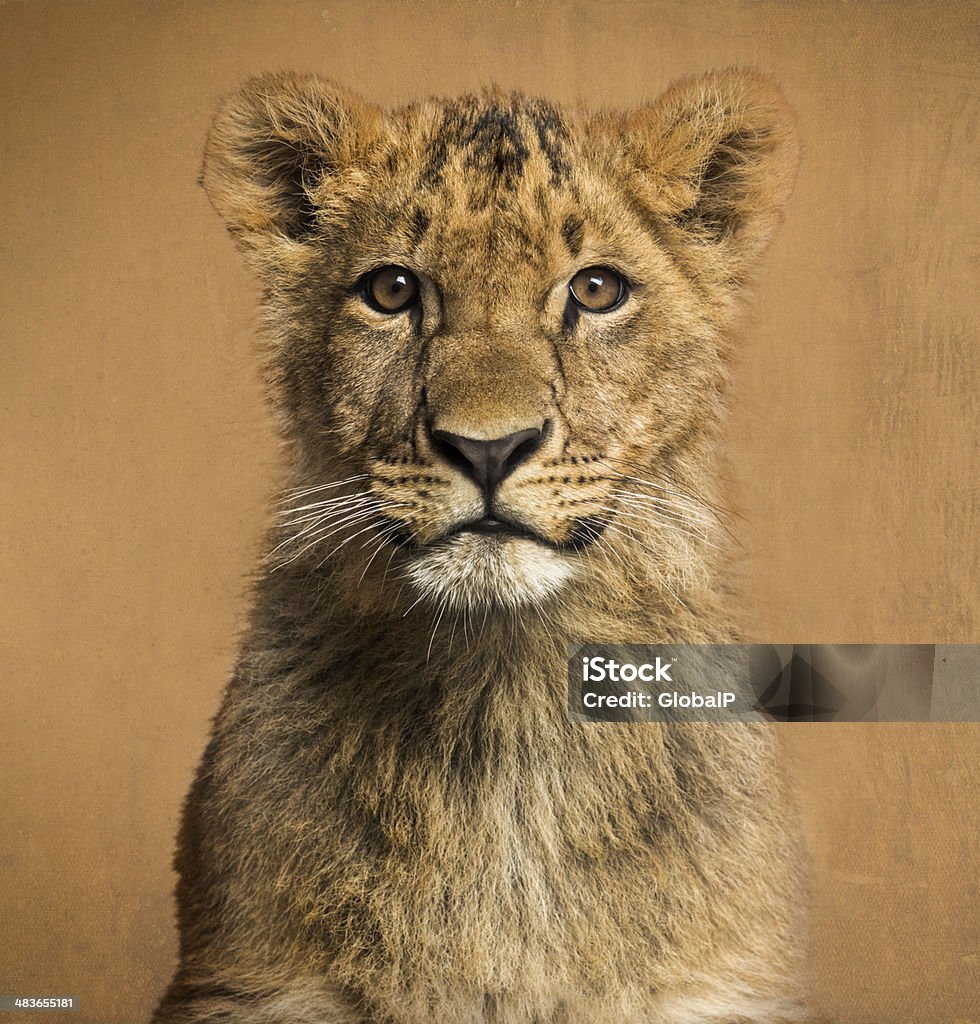 Close-up of a Lion cub, vintage background Close-up of a Lion cub in front of a vintage background Cub Stock Photo