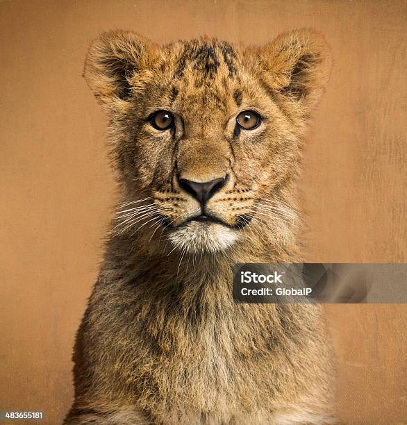 Closeup Of A Lion Cub Vintage Background Stock Photo - Download Image Now - Cub, Lion - Feline, Animal