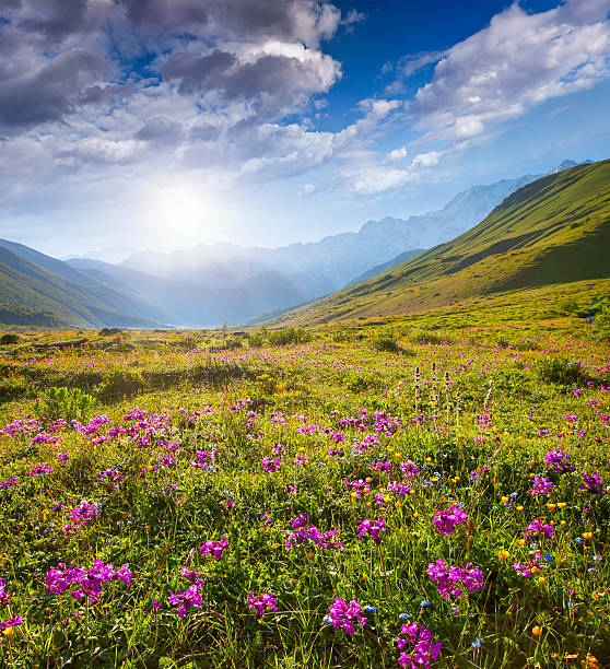 istock Blooming pink flowers in the Caucasian mountains. 483655273
