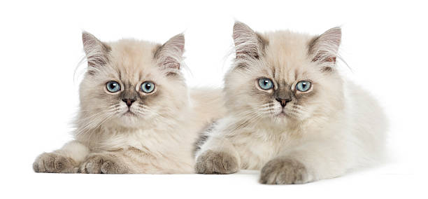 istock British Longhair kittens lying and looking at the camera 483655427