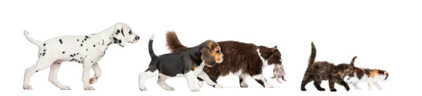 Group of cats and dogs walking