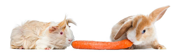 istock Rabbit and guinea pig eating a carrot 483655725