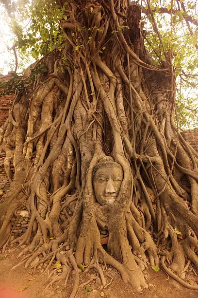 A stone head woven into a tree in the Wat Phra Mahathat temple in the temple city of Ayutthaya north of Bangkok in Thailand.