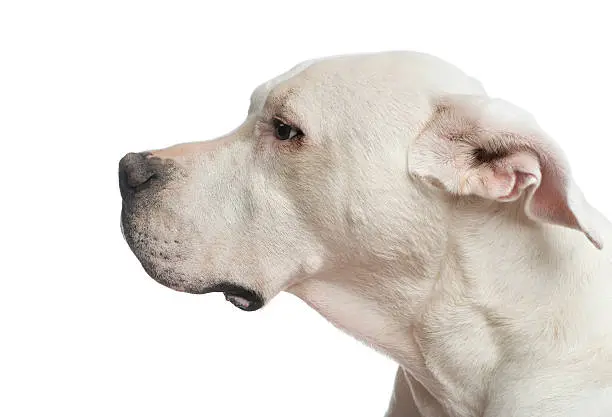 Photo of Close-up of a Dogo Argentino looking away