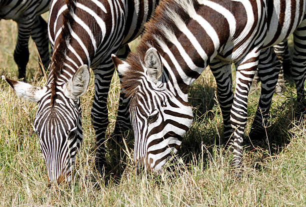 istock Group of Zebra feeding the grass 483656007