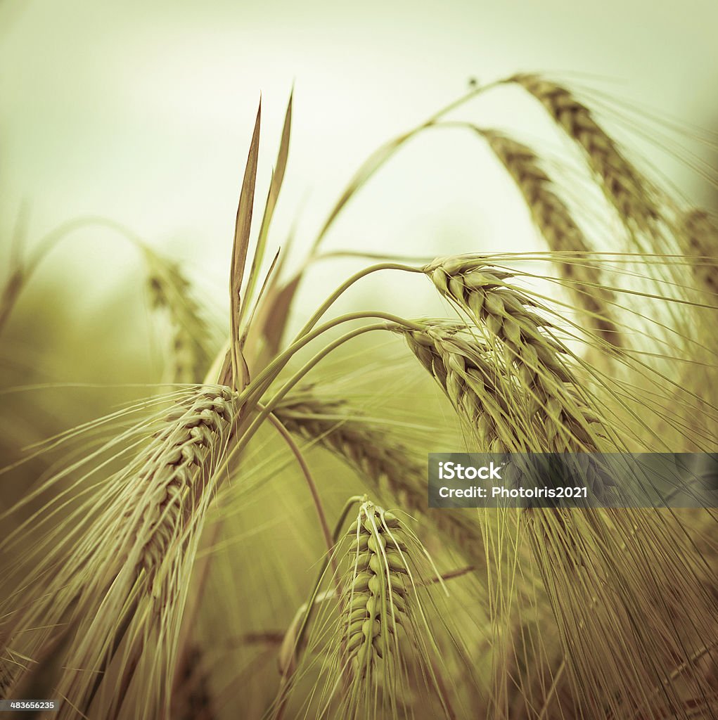 Cebada - Foto de stock de Agricultura libre de derechos