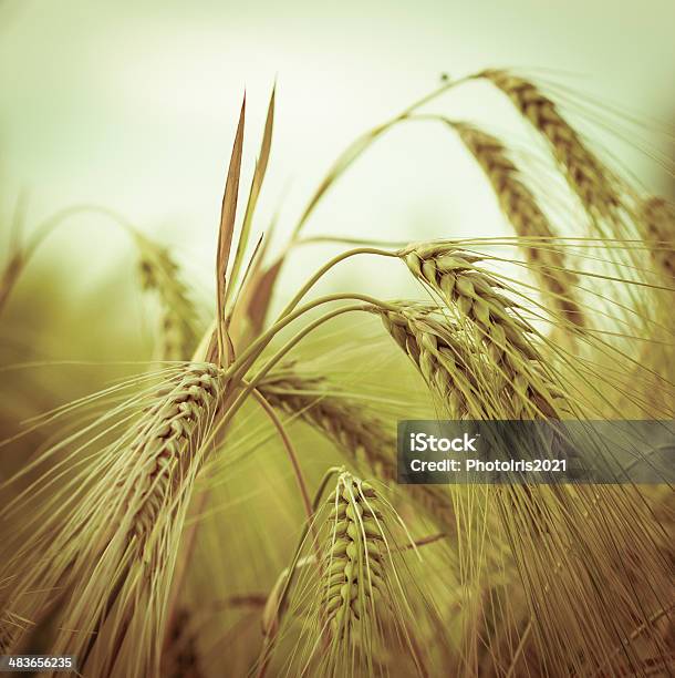 Cebada Foto de stock y más banco de imágenes de Agricultura - Agricultura, Aire libre, Amarillo - Color