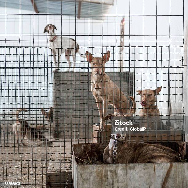 Verlassenen Hunde In Einem Käfig Stockfoto und mehr Bilder von Abwesenheit - Abwesenheit, Greyhound - Hunderasse, Zurückgelassen