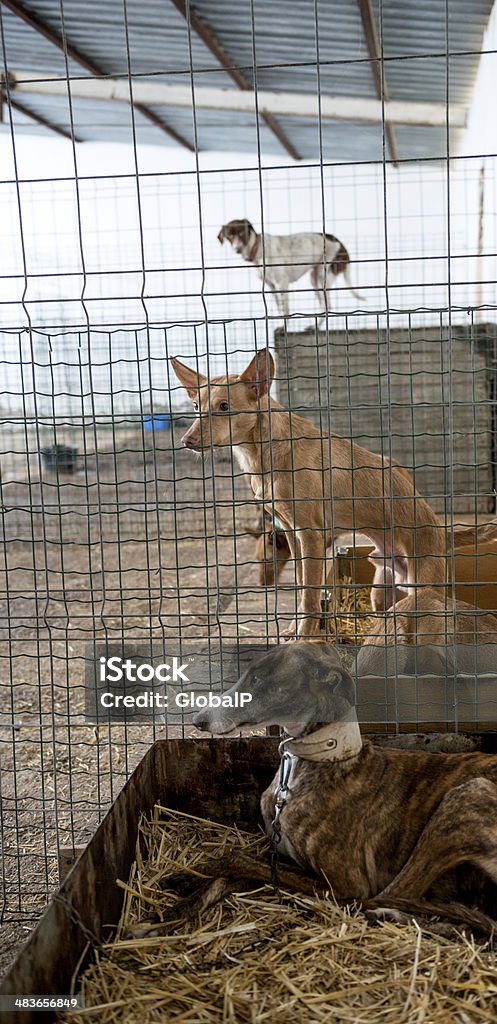 Opuszczony psy w klatkach - Zbiór zdjęć royalty-free (Adopcja zwierząt)