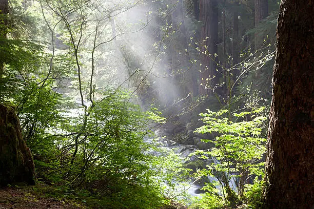 Light rays through forest, Sol Duc River Bridge, Olympic National Park, WA
