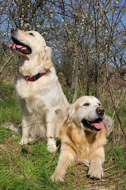 Two Labrador dogs sitting together