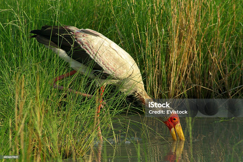 노란색 청구 황새 어린이용 & 먹이기 있는 grasslined 연못 - 로열티 프리 고여 있는 물 스톡 사진