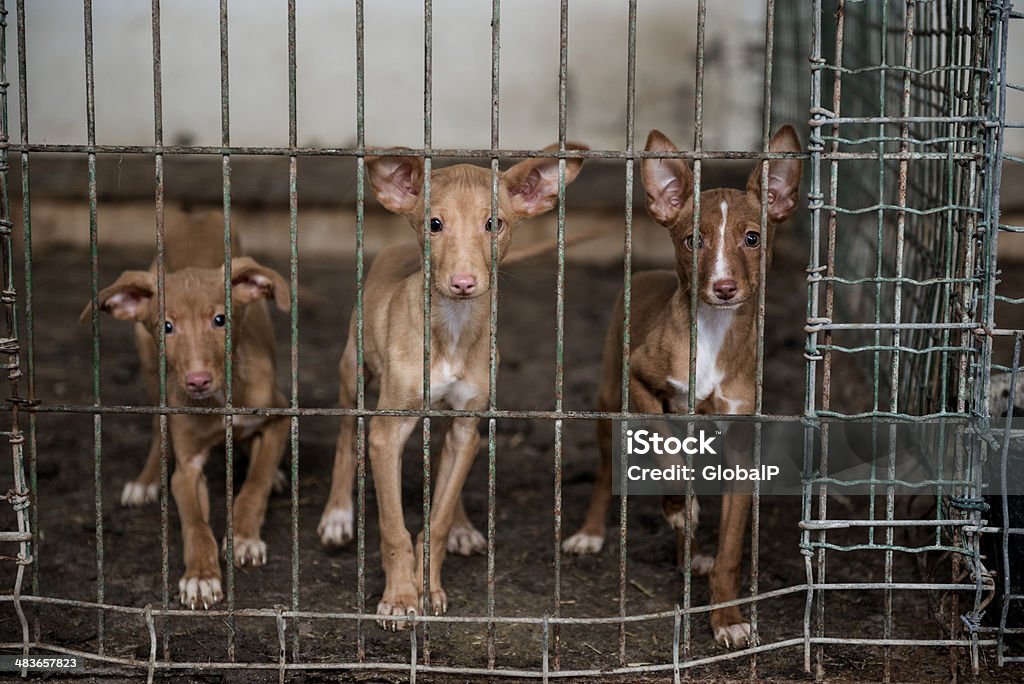 Abbandonato cani in una gabbia - Foto stock royalty-free di Podenco