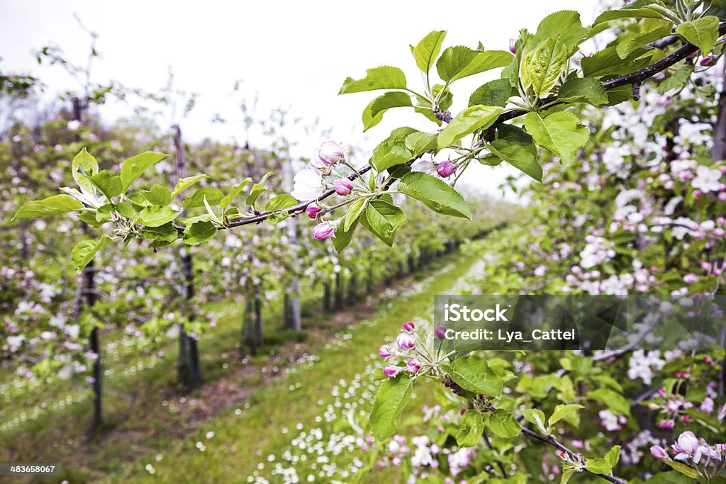 Orchard # 133 XXXL Apple tree with blossom, please see also my other images of orchards, apples and pears in my lightbox: Agriculture Stock Photo