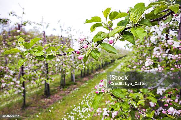 Orchard 133 Xxxl Stock Photo - Download Image Now - Agriculture, Blossom, Branch - Plant Part