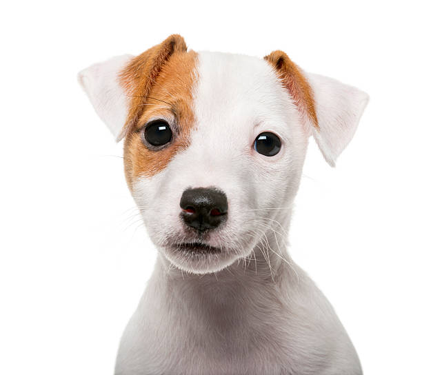 istock Jack Russell Terrier puppy (2 months old) 483658766