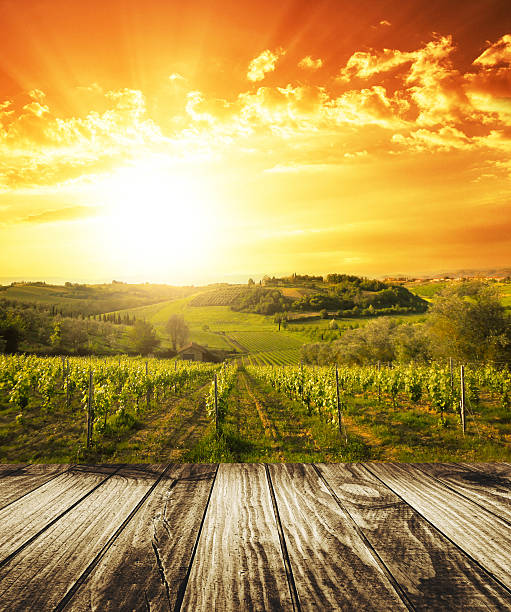 tabela na winnica krajobraz - tuscany landscape landscaped italy zdjęcia i obrazy z banku zdjęć