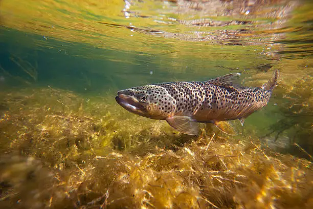 Wild brown trout swimming against the current in an incredibly pristine stream.