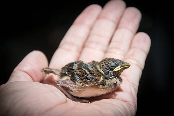 istock baby brd in hand on blackbackground 483659770