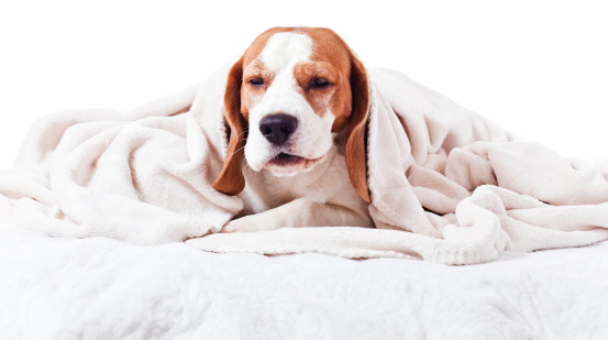 Very much sick dog under a blanket, isolated on  white